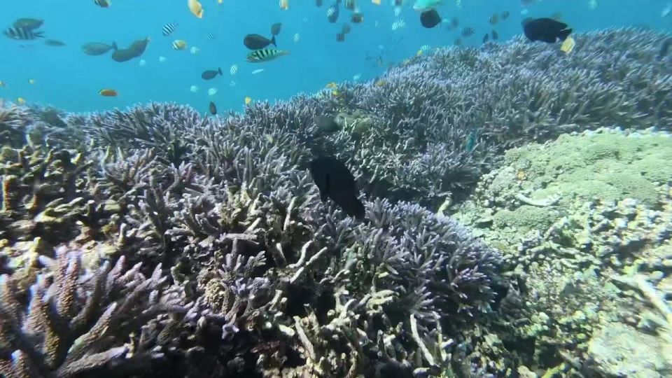 Gili Trawangan: Islands Hopping Snorkeling Trip - Common questions