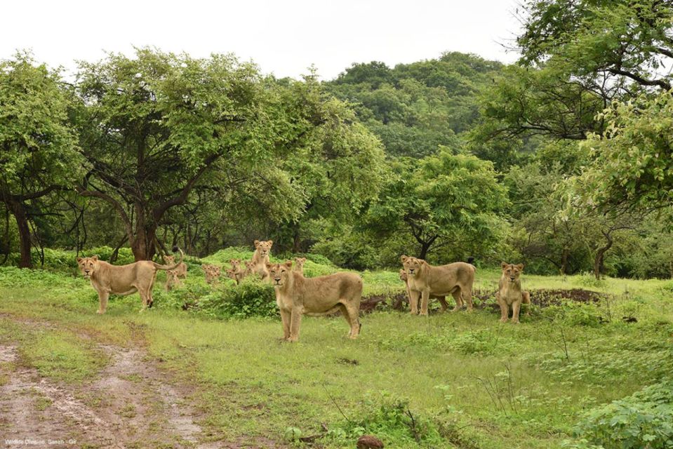 Gir National Park: Gir Forest Lion Safari in Open Jeep - Additional Information and Pricing