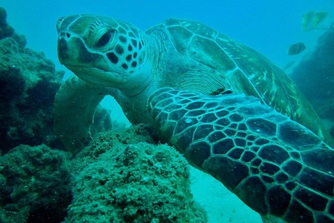 Gold Coast Try-Scuba Experience at Cook Island Aquatic Reserve - Dive Itinerary