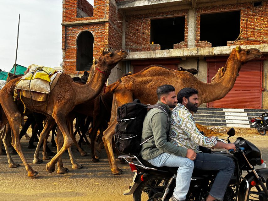 Golden Triangle Tour Pushkar & Jodhpur By Car 7 Nights 8 Day - Last Words