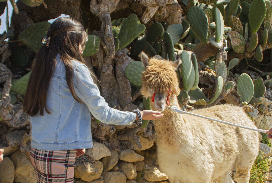 Gozo: Farm Visit With Alpaca Walk and Feeding - Directions