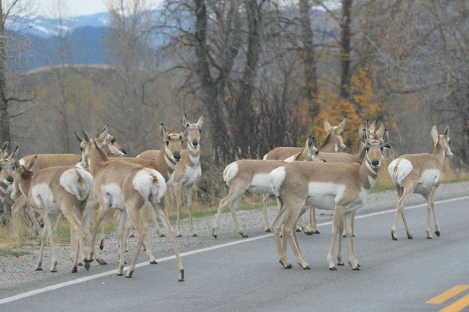 Grand Teton National Park - Full-Day Guided Tour From Jackson Hole - Customer Reviews and Ratings