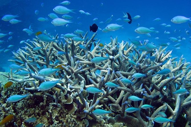 Great Barrier Reef Cruise From Townsville or Magnetic Island - Customer Reviews