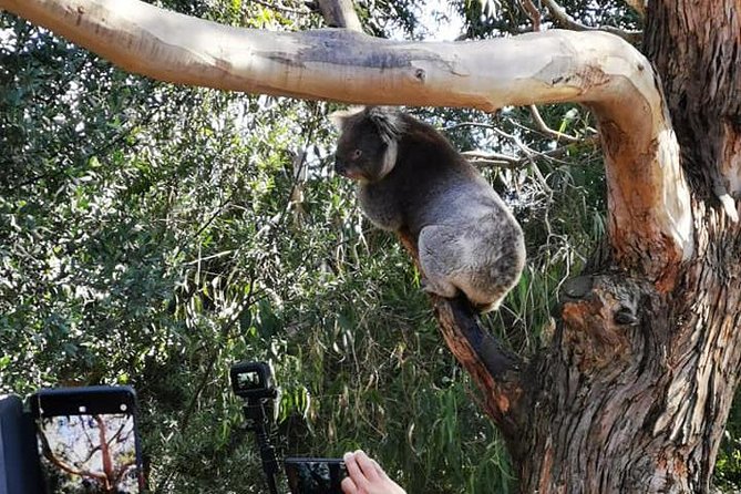 Great Ocean Road Medium Size Group Tour - Customer Experience