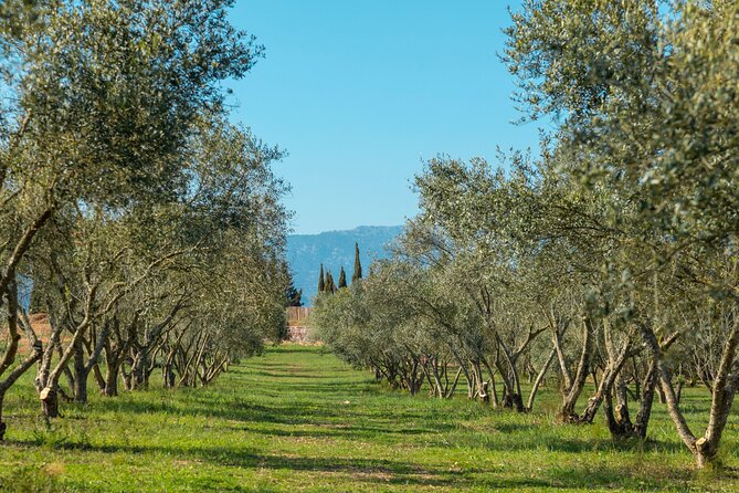 Guided Tour and Olive Oil Tasting in Mallorca - Common questions