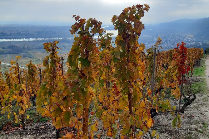 Guided Tour and Wine Tasting Northern Rhône Valley - Highlights and Recommendations