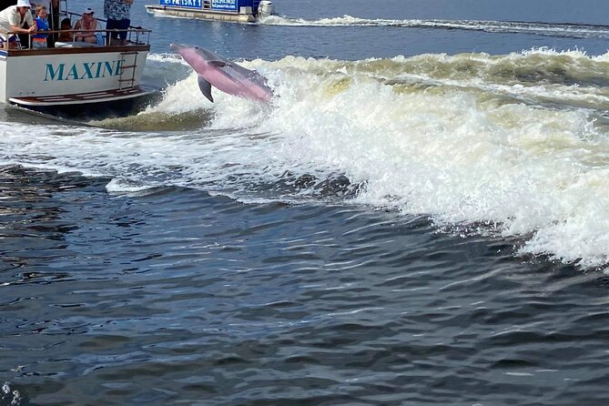 Gulf Breeze Dolphin Tour Around Pensacola Beach (Mar ) - Customer Reviews and Ratings