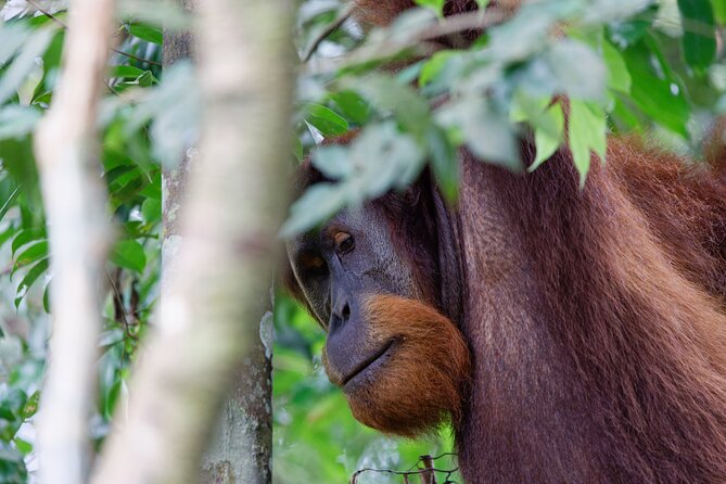 Gunung Leuser National Park Overnight Jungle Trekking (Mar ) - Common questions