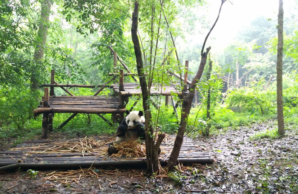 Half Day Amazing Chengdu Panda Base Trip - Directions for the Trip