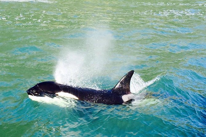 Half Day Dolphin & Wildlife Cruise - Tauranga - Common questions