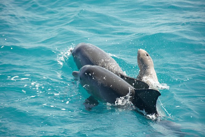 Half-Day Eco Cruise to Spot Snubfin Dolphins, Dugongs and More (Mar ) - Eco Cruise Pricing