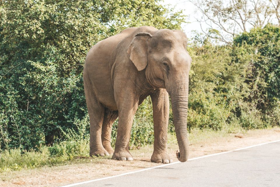 Half Day in Yala Safari - Common questions