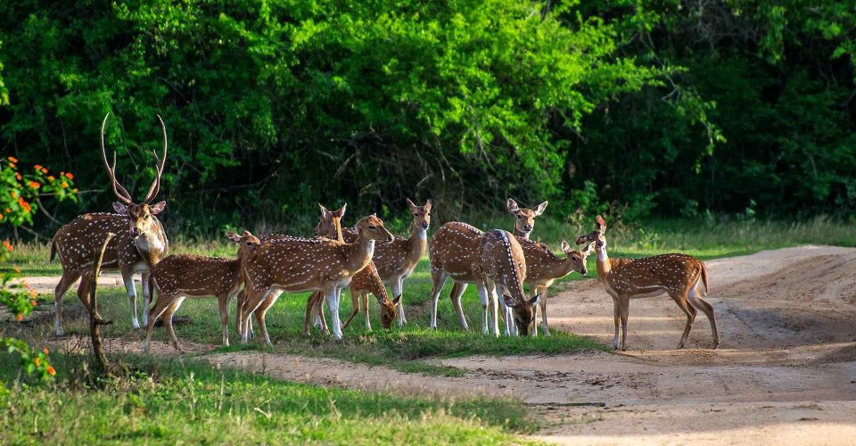 Half-Day Kumana National Park 4 X 4 Wheel Safari - Wildlife Spotting Opportunities
