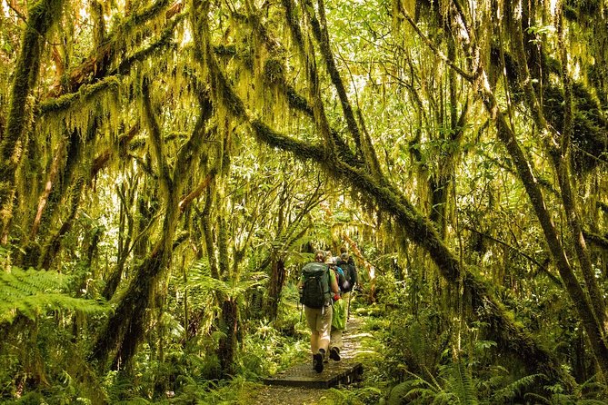 Half-Day Milford Track Guided Hiking Tour - Recommended Departure Time