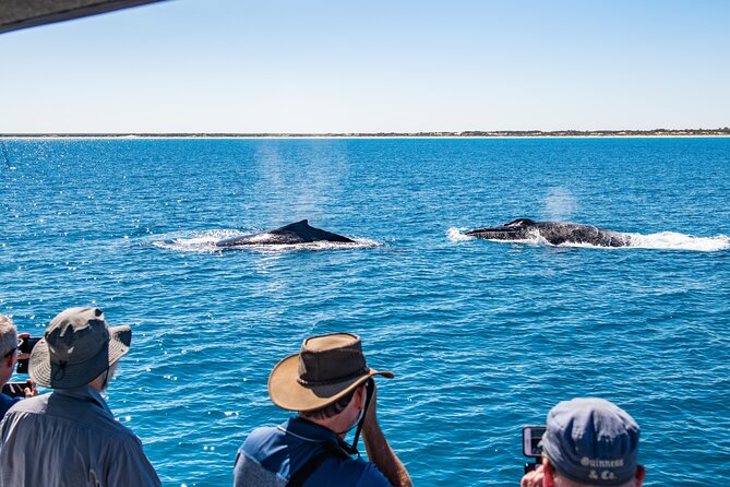 Half-Day Whale Watching Sunset Cruise From Broome - Educational Insights and Wildlife Interactions