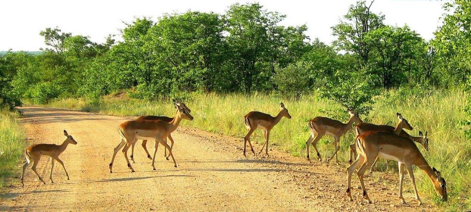 Hazyview to Kruger Park Safari & Panorama Route 2-Day Tour - Panorama Route Exploration