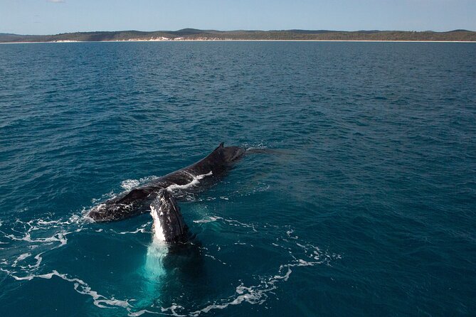 Hervey Bay Ultimate Whale Watching Cruise - Last Words