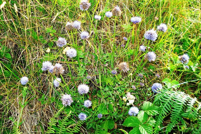 Hike Connemara National Park Depart From Galway City. Galway. Guided. Full Day. - Accessibility and Transportation Information