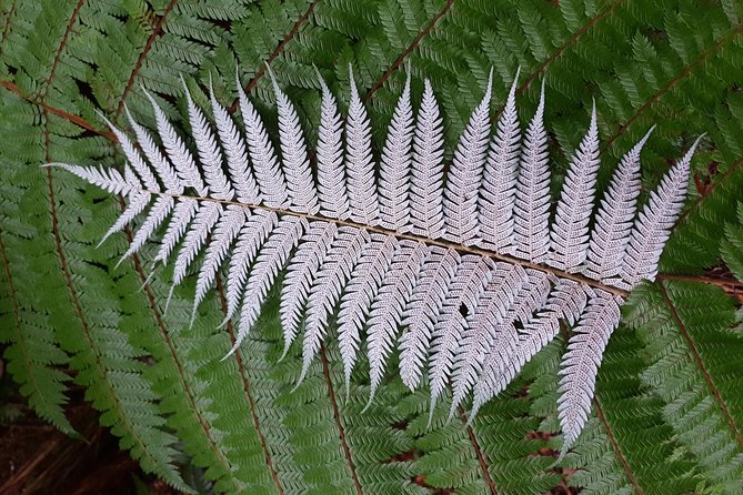 Hike New Zealands Finest Forest - Whirinaki Forest - Pricing Details