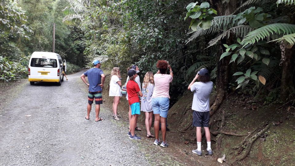 Hiking Adventure Through Grand E'tang RainForest - Tour Information