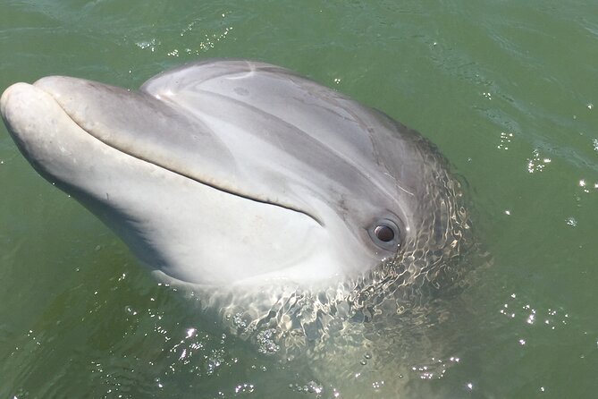 Hilton Head Island Dolphin Boat Cruise - Common questions