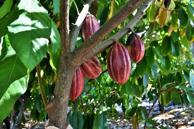 Holualoa Coffee and Chocolate Plantation 2-hour Guided Tour  - Big Island of Hawaii - Last Words