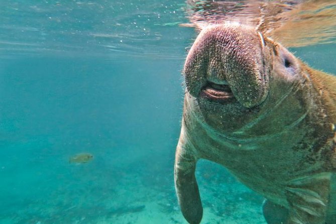 Homosassa Springs and Manatee Snorkeling Experience, Orlando - Directions and Important Information