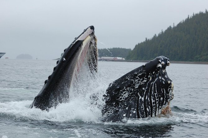 Hoonah Whale-Watching Cruise - Whale Watching Experience