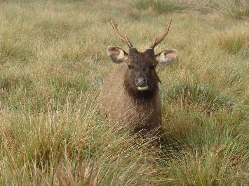 Horton Plains National Park Tour & Scenic Train Ride - Additional Information and Location