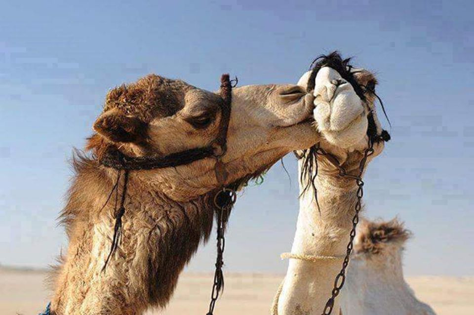 Hurghada: Bedouin Dinner & Show With ATV, Jeep, Buggy Rides - Common questions