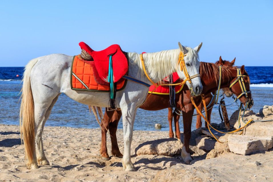 Hurghada: Horse Ride Along the Sea & Desert With Transfers - Common questions