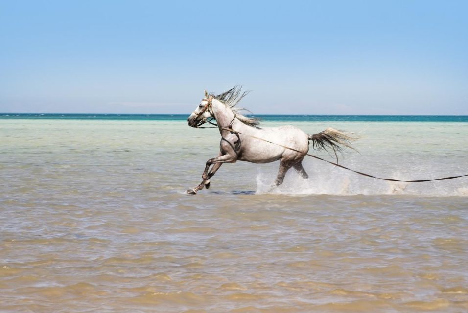 Hurghada: Horse Ride Along the Sea & Desert With Transfers - Common questions