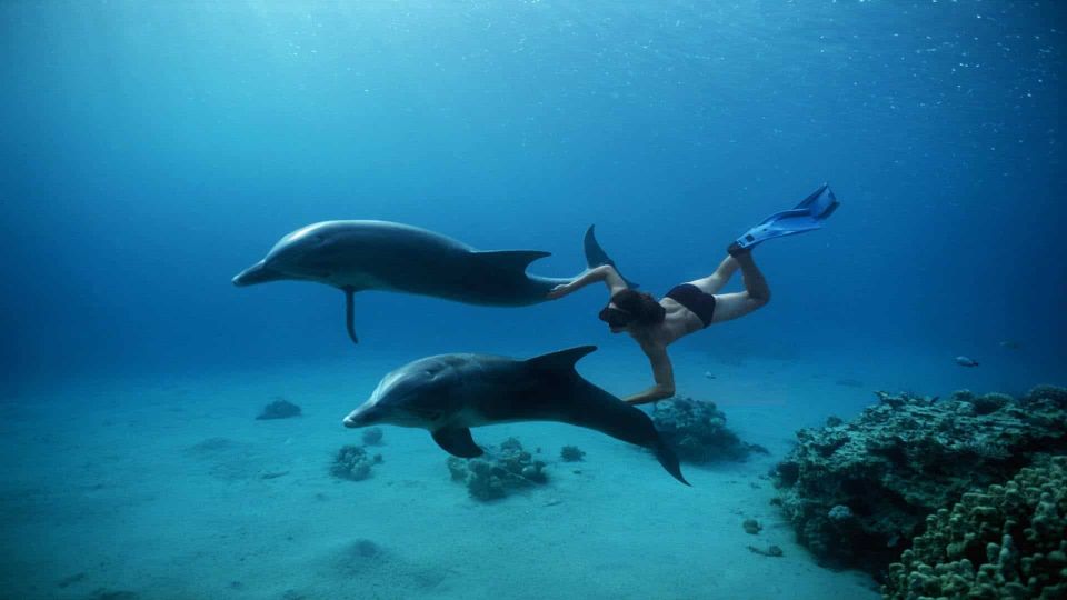Hurghada: Orange Island, Grand Safari, Dolphin House Package - Common questions