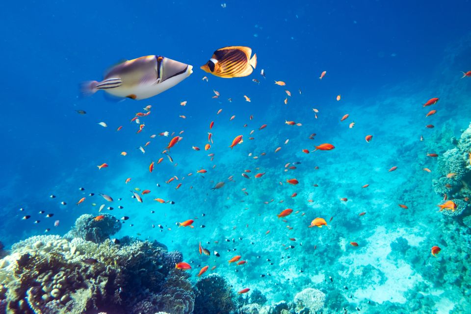 Hurghada: Orange Island Snorkeling, Diving, and Water Sports - Activity Inclusions