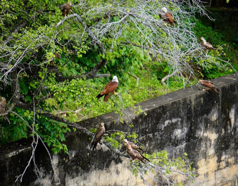 Hurulu Eco Park: Group Half-Day Safari on a Budget - Educational Safari Opportunities