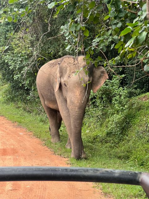 Hurulu National Park Safari Minneriya - Common questions