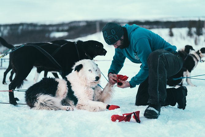 Husky Sledding Self-Drive Adventure in Tromso - Additional Information