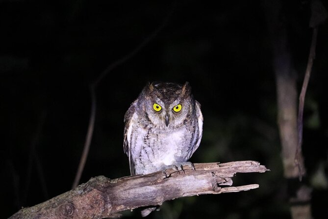 [Ishigaki] Night Jungle Tour - Safety Guidelines