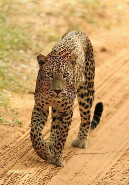 Jaipur: Jhalana Leopard Safari Private Tour - Inclusions