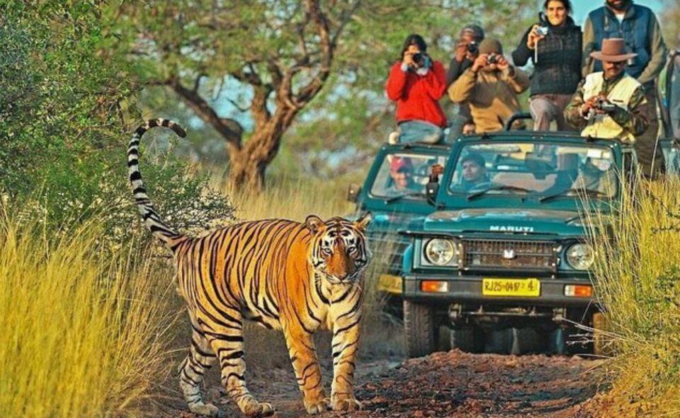 Jaipur: Ranthambore Private Guided Tour With Cab - Last Words