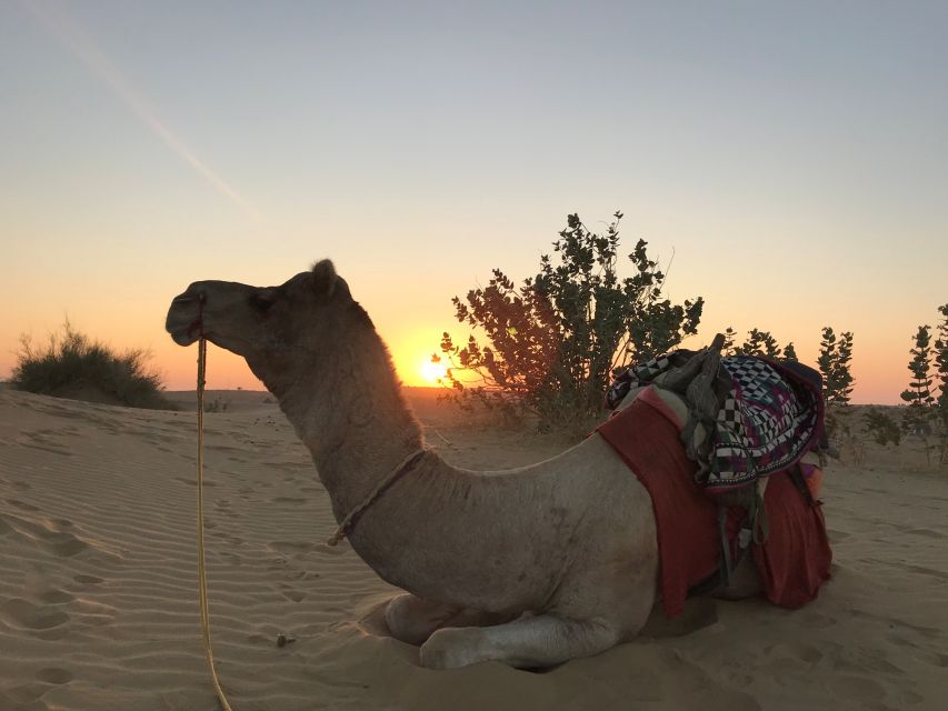 Jaisalmer: 1 Night Desert Nomad Experience With Camel Safari - Location and Product Information