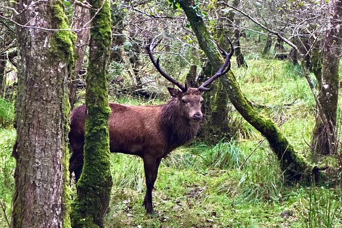 Jaunting Car Tour in Killarney National Park - Additional Information