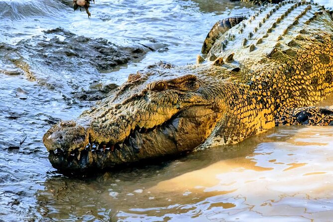 Jumping Crocodile Experience - Pricing and Tour Information