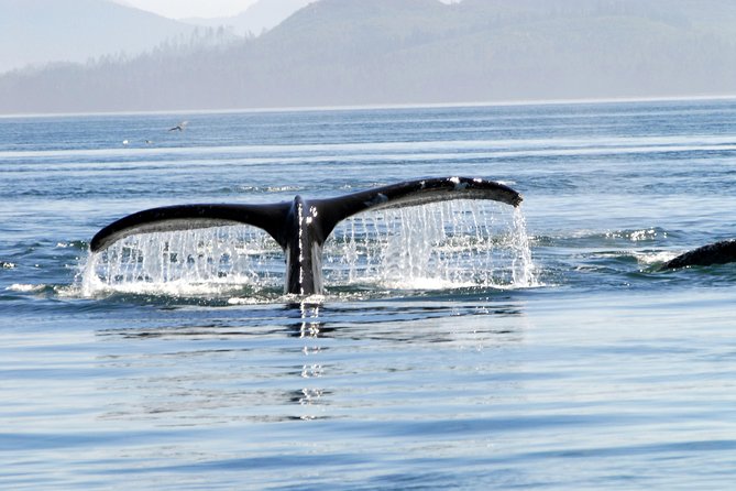 Juneaus Premier Whale Watching - Pricing Information