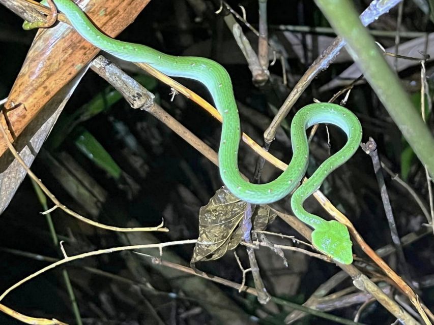 Jungle Night Tour : Finding Snakes and Night Species - Directions