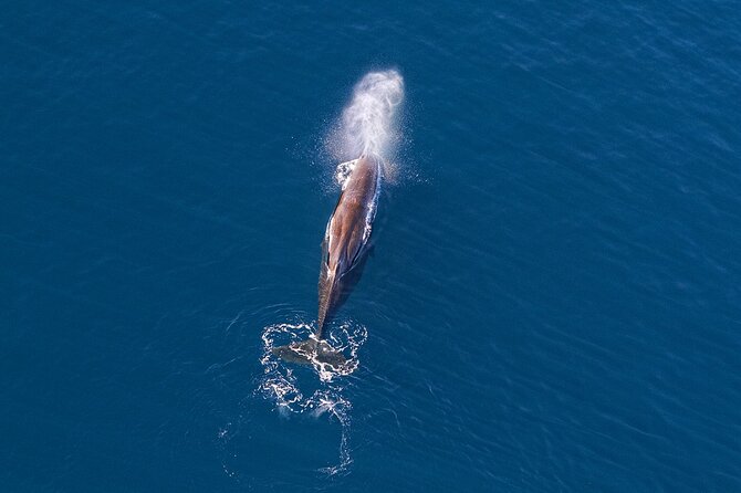 Kaikoura Helicopters Extended Whale Watch Flight - Common questions