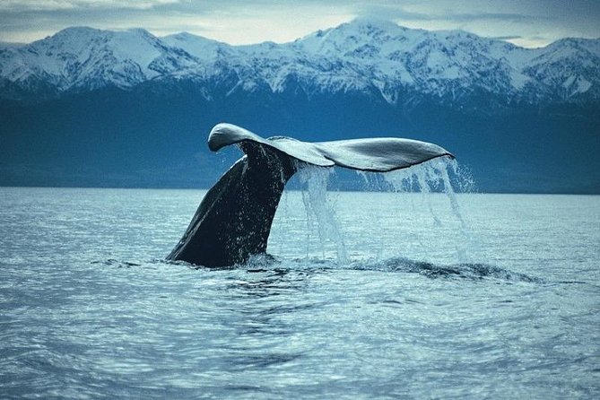 Kaikoura Whale Watch Day Tour From Christchurch - Common questions