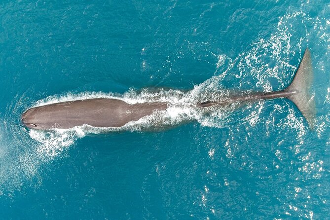 Kaikoura: Whale Watching Flight (Extended) - Directions