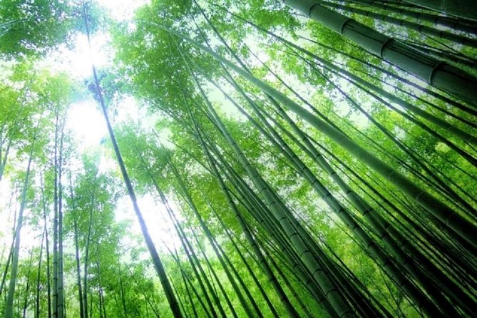 Kamakura Bamboo Forest and Great Buddha Private Tour - Tour Itinerary