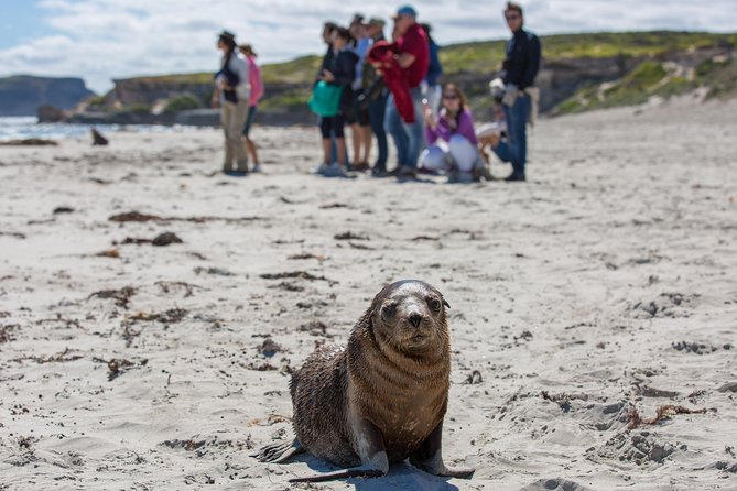 Kangaroo Island in a Day Tour From Adelaide - Common questions